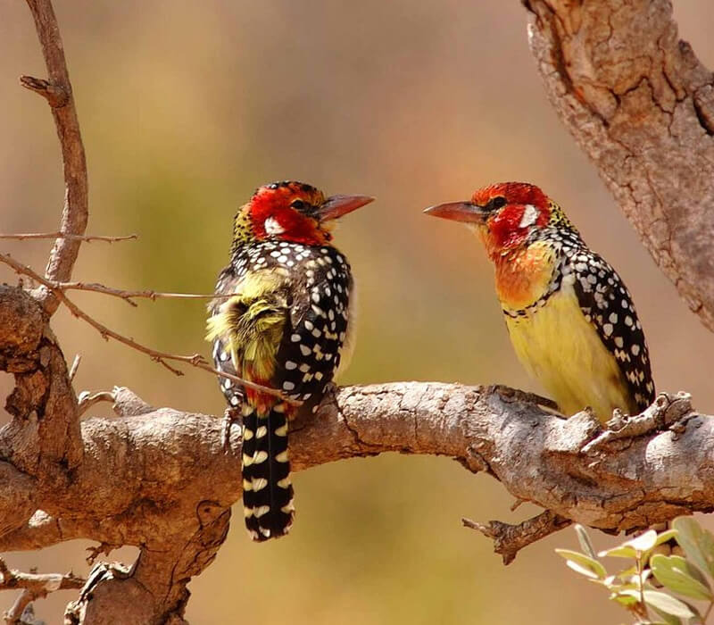 9 Days | Best of Kenya & Tanzania Birding Expedition